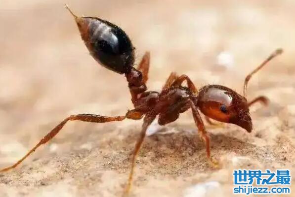 【世界上最强的十大蚂蚁：子弹蚁、行军蚁均上榜 】图1