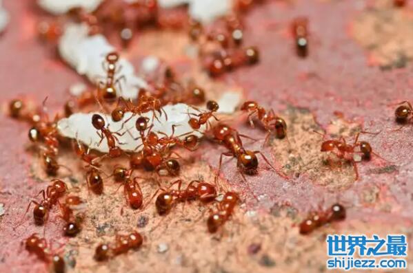 【世界上最强的十大蚂蚁：子弹蚁、行军蚁均上榜 】图3