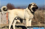 世界恶犬之坎高犬，肩高一米以上的巨大犬种(土耳其猛犬)