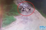俄罗斯警卫平时喂养流浪狗 喝醉却遭12只流浪狗袭击死亡