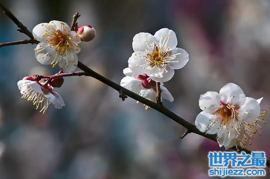 世界十大最香的盆栽花卉：梅花、栀子花双双上榜 