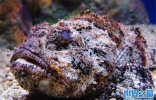 全球10大剧毒动物：石头鱼、蓝环章鱼双双入榜
