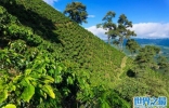 世界著名十大咖啡产地：卢旺达上榜，巴西夺得第一