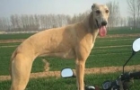 世界上跑的最快的狗，灵缇时速可达60公里（性情温顺）