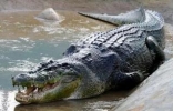 世界咬合力第一的动物，湾鳄最大个体咬合力4200磅（吃牛骨如巧克力） ...