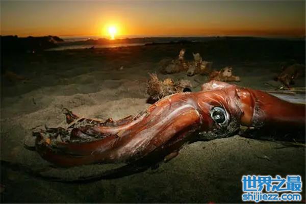 【远古最可怕的三大巨鱿：远古大鱿曾统治海洋 】图3