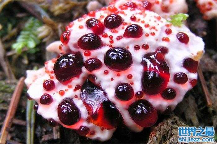 世界十大致命毒蘑菇