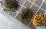 世界十大最小的龟排行榜，迷你麝香龟得第一