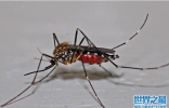 世界十大吸血动物排名，蚊子最为常见排第一
