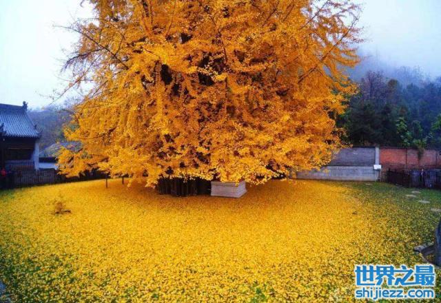 【世界最漂亮的六棵树，中国的银杏树排榜首 】图1