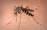 世界上最恐怖的蚊子，疟蚊携带的疟疾威胁地球上一半人口（传播登革热） ...