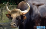 吉尼斯世界上最大的牛是什么：印度野牛体长达3米