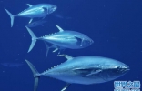 世界上最稀有最贵的金枪鱼：蓝鳍金枪鱼4800元一两