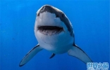 全球10大危险动物：大白鲨、湾鳄和大象包揽前三