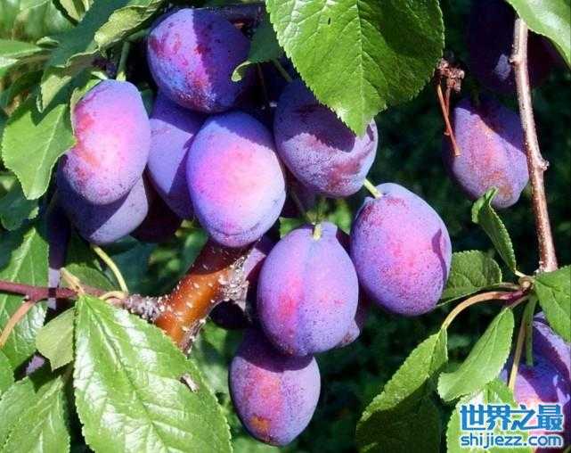 盘点世界上最稀有的6种水果