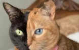 世界上最罕见的猫，神奇而罕见的双面猫（一张脸被分为两块） ...