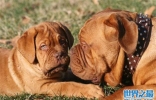 最适合家养的护卫犬，地球上10大护卫犬