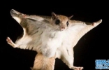 世界上会飞的鼠：鼯鼠可借助四肢飞行