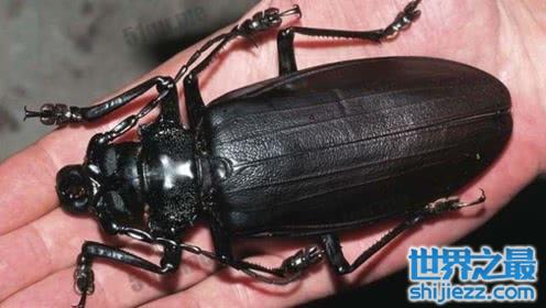 【盘点自然界中15种巨型昆虫，泰坦甲虫体长达23厘米 】图2