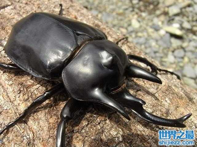 【盘点自然界中15种巨型昆虫，泰坦甲虫体长达23厘米 】图4