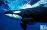 盘点十种最凶猛的海洋生物：公牛鲨第六，虎鲸居魁首