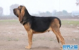 世界十大嗅觉能力出众的狗：腊肠犬垫底，寻血猎犬夺冠