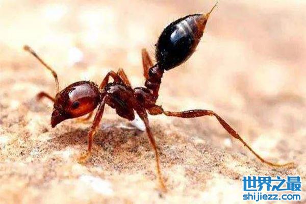 【世界十大最毒的毒虫，黑寡妇蜘蛛排名第一 】图2