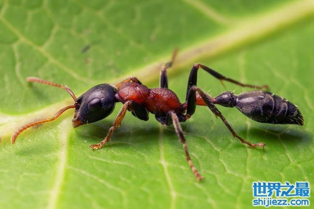 【世界十大最毒的毒虫，黑寡妇蜘蛛排名第一 】图4