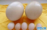 世界上最大的鸡蛋吉尼斯世界纪录：8厘米长，重约160克