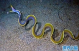 世界十大怪异的海洋生物，五彩鳗名列榜首