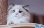 什么品种猫最粘人？世界十大最粘人的猫