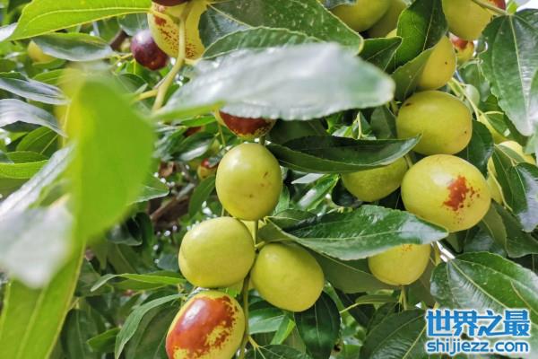 门前栽什么树能旺宅？门前最旺宅的风水树 