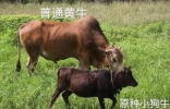 世界上最小的牛，天台小狗牛仅一般狗大小（好看且好吃）