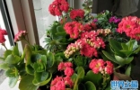 阳台养十种花最好旺财：阳台放什么植物最旺财？
