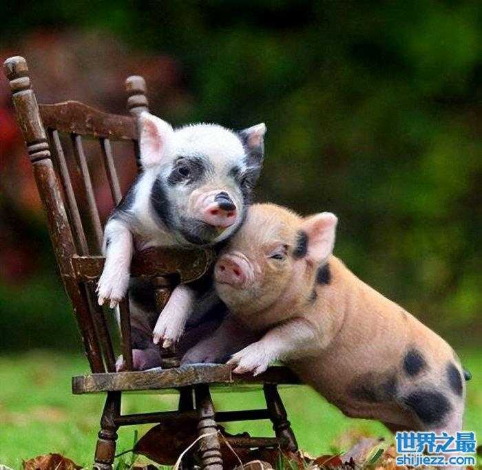【世界上最小的猪品种：微型猪体重不超十斤，成为宠物猪！ 】图3