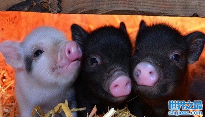 【世界上最小的猪品种：微型猪体重不超十斤，成为宠物猪！ 】图1