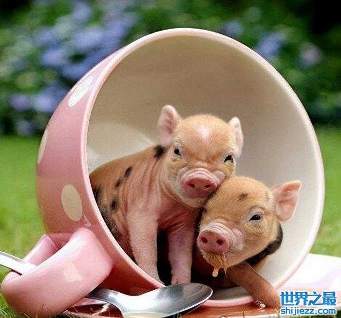 【世界上最小的猪品种：微型猪体重不超十斤，成为宠物猪！ 】图4