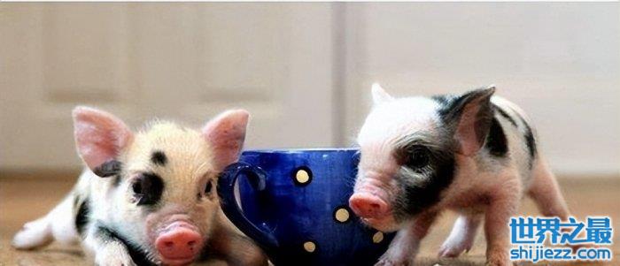 【世界上最小的猪品种：微型猪体重不超十斤，成为宠物猪！ 】图2