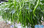 中国八大辣椒品种：灯笼椒上榜，线辣椒居榜首