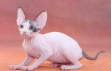 世界上最丑的猫，斯芬克斯猫丑出天际的稀有品种（宠物猫新贵） ...