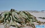 沙漠中最顽强的五种植物，千岁兰和猴面包树上榜