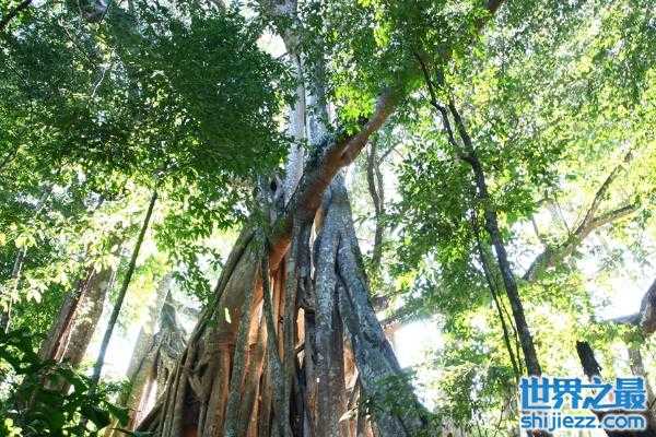 【世界上最大的树冠：孟加拉榕树可容纳千余人乘凉 】图4