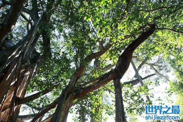 【世界上最大的树冠：孟加拉榕树可容纳千余人乘凉 】图2