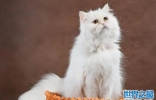 十大适合家养的猫：波斯猫居榜首，你家的猫有没上榜？