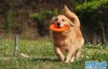 世界上10大性格最温顺的狗，金毛犬排在第一位