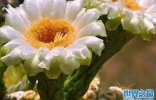 世界上十大最美花排名，杜卡普尔花夺得花魁
