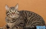 世界十大最适合新手养的猫：缅因猫上榜，狸花猫得第一