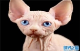 世界十大最奇异的猫，第一名是加拿大无毛猫