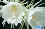 世界十大最美植物：昙花、鹤望兰双双入榜