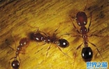 世界十大可怕的蚂蚁：红火蚁第一，阿根廷蚁第二